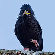 Spotless Starling