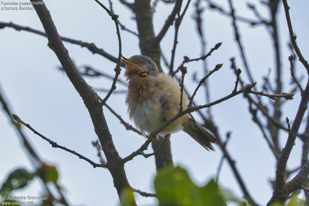 Fauvette passerinette mâle, identification, chant