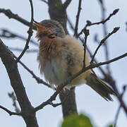 Western Subalpine Warbler