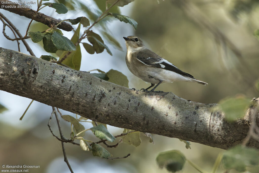 Collared Flycatcher female, identification