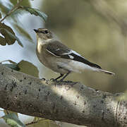 Collared Flycatcher