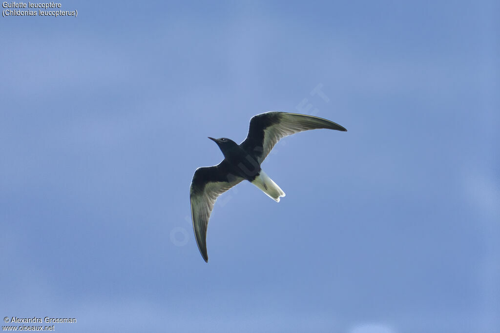 Guifette leucoptère, Vol