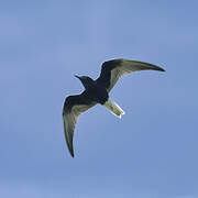 White-winged Tern