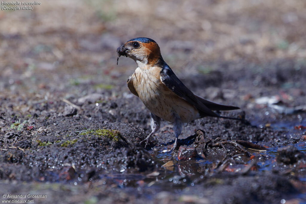 Hirondelle rousseline, identification, Nidification