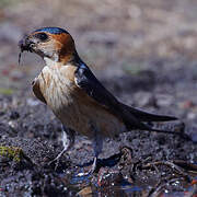 Red-rumped Swallow