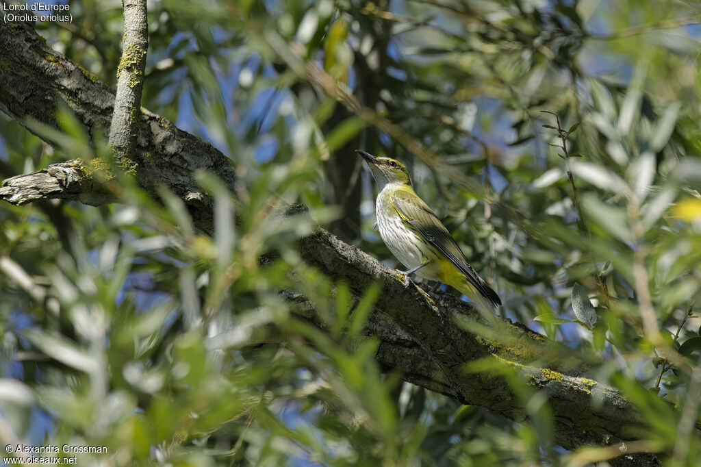 Loriot d'Europejuvénile, identification