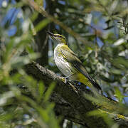 Eurasian Golden Oriole