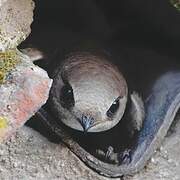 Pallid Swift