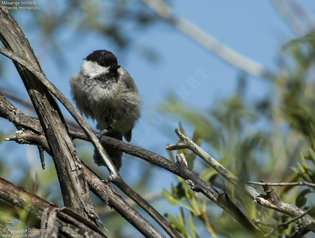 Willow Tit, identification