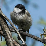 Willow Tit