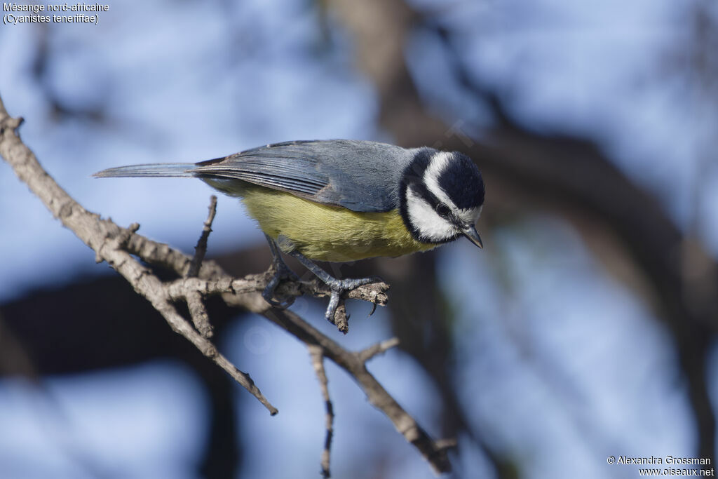 Mésange nord-africaineadulte, identification