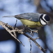 African Blue Tit