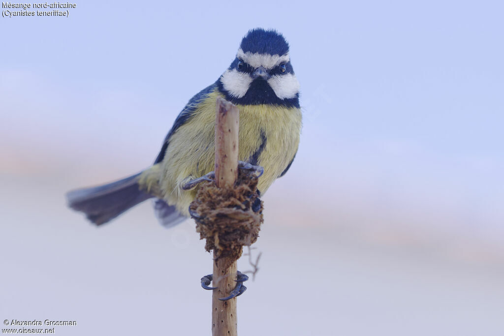 Mésange nord-africaineadulte, portrait