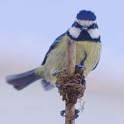 African Blue Tit