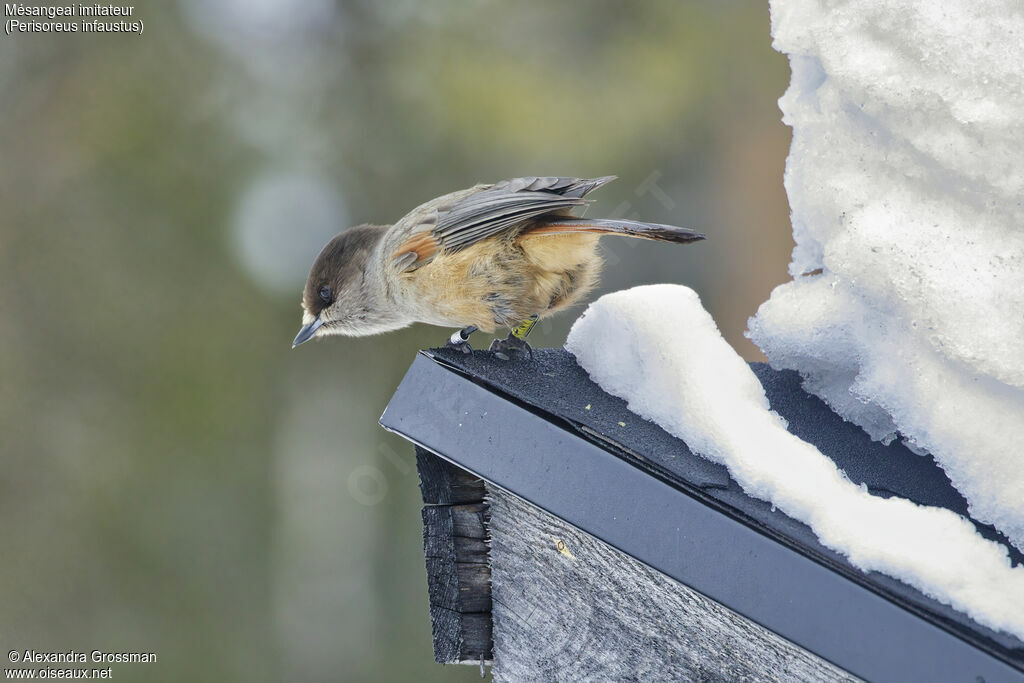 Siberian Jayadult, identification