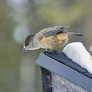 Siberian Jay