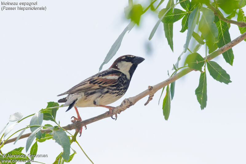 Spanish Sparrow male, identification