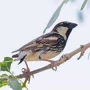 Spanish Sparrow