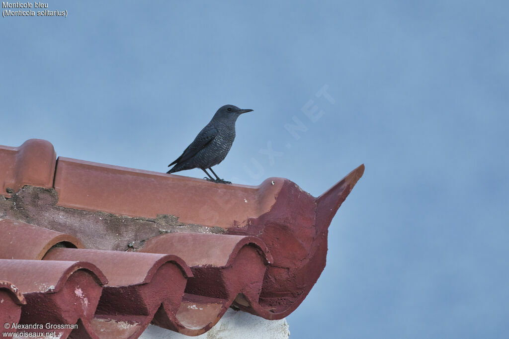 Blue Rock Thrush male, identification