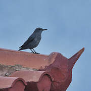 Blue Rock Thrush