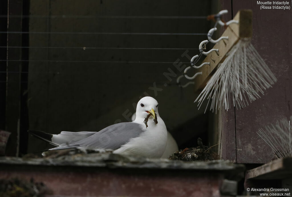 Mouette tridactyleadulte, identification, Nidification