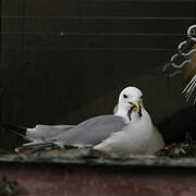 Mouette tridactyle