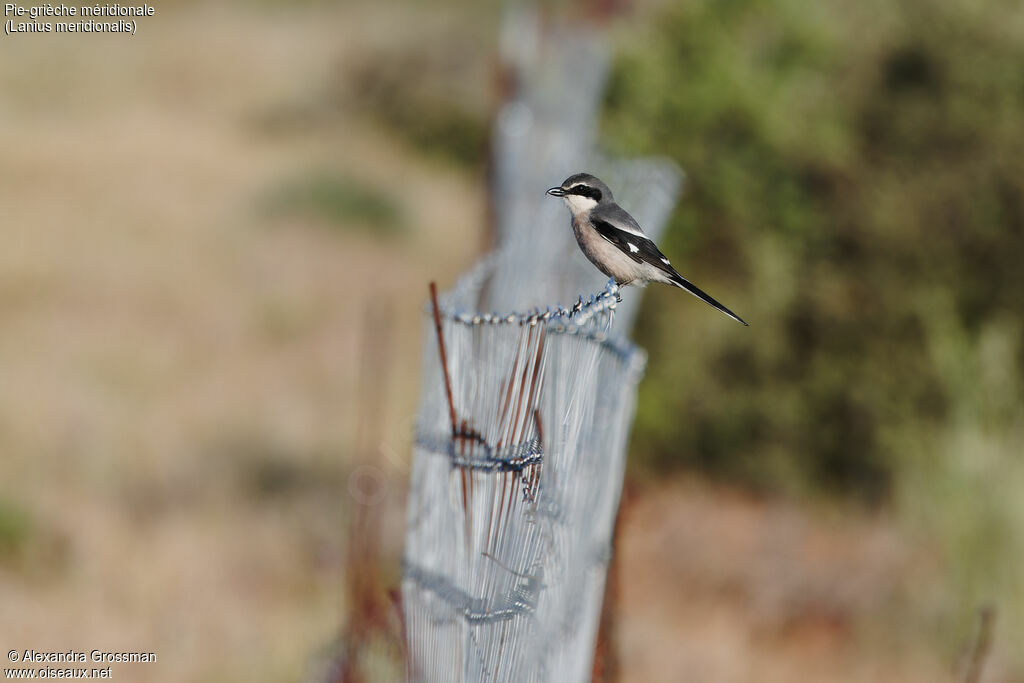 Iberian Grey Shrike, identification, Behaviour