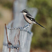 Iberian Grey Shrike