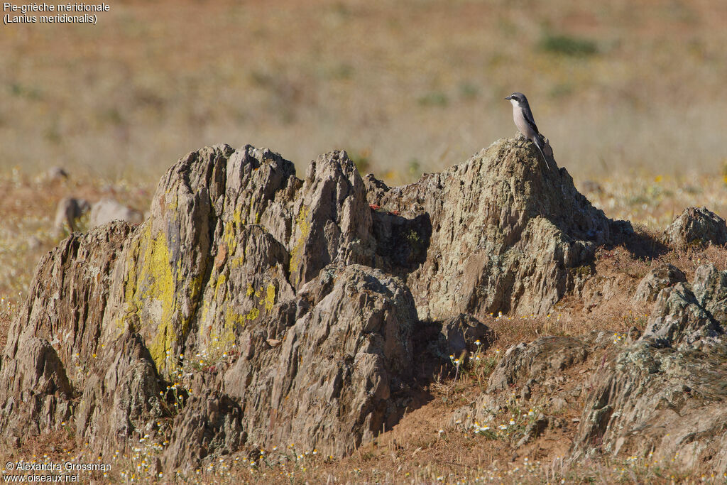 Iberian Grey Shrike, habitat