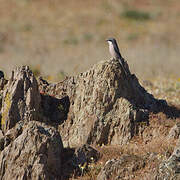 Iberian Grey Shrike