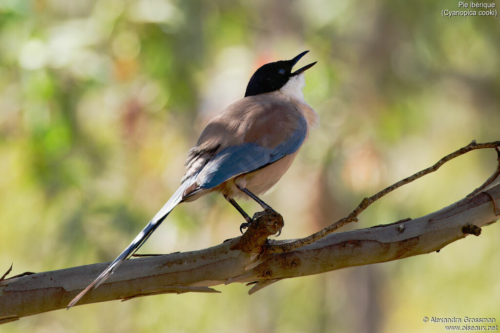 Iberian Magpie, identification