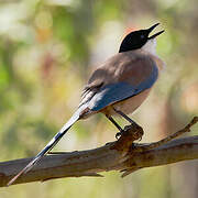 Iberian Magpie