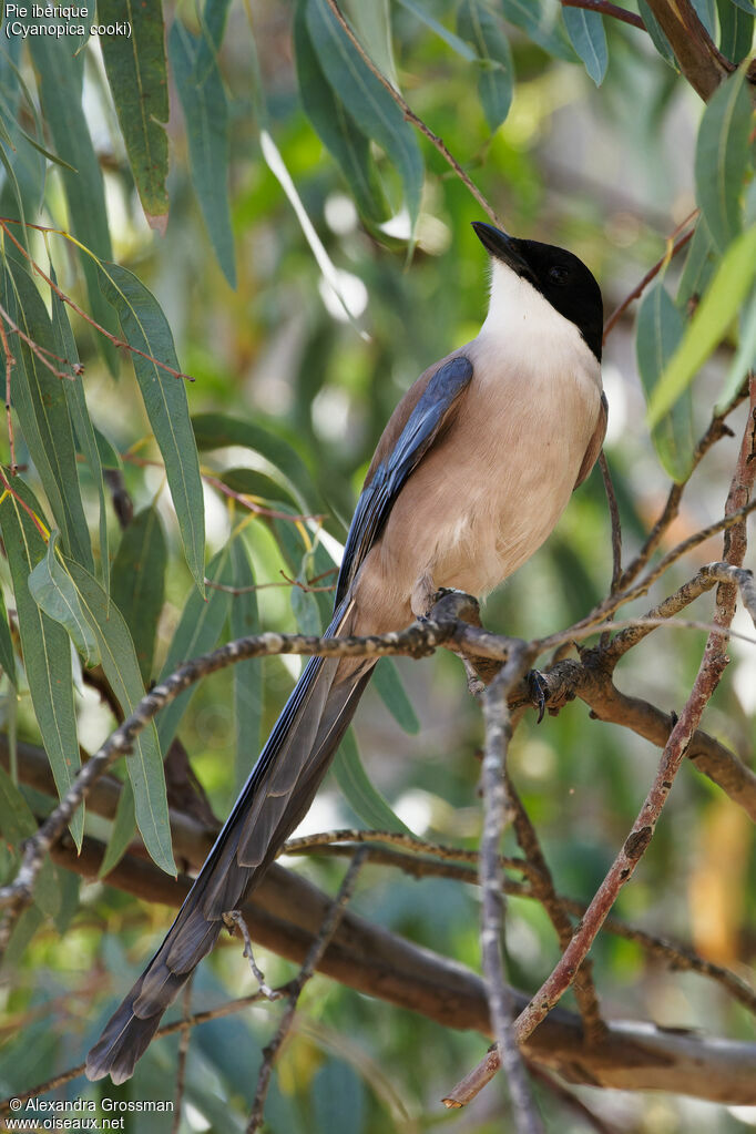 Pie ibérique, habitat