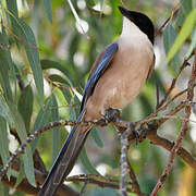 Iberian Magpie