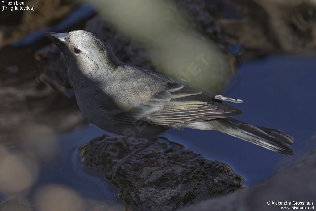 Tenerife Blue Chaffinch female, close-up portrait, drinks