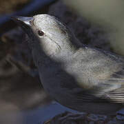 Tenerife Blue Chaffinch