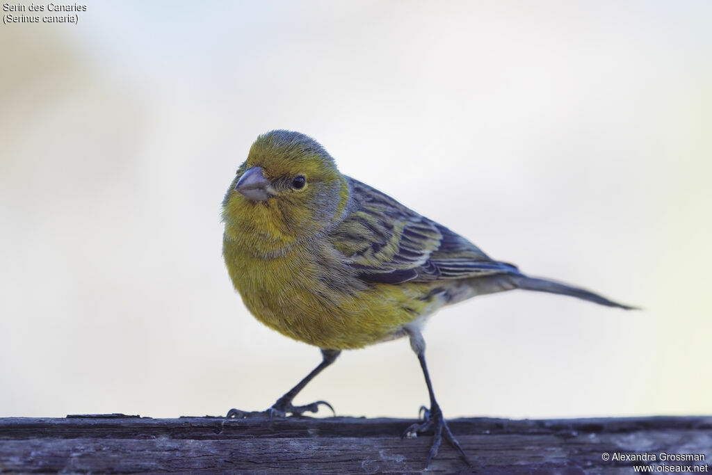 Serin des Canaries mâle adulte, portrait