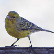 Serin des Canaries