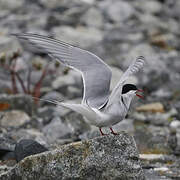 Arctic Tern