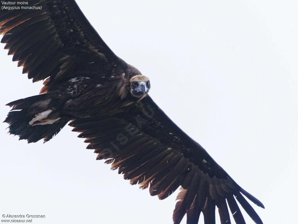 Cinereous Vulture, Flight