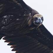 Cinereous Vulture