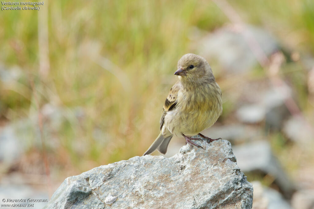 Citril Finchjuvenile, close-up portrait