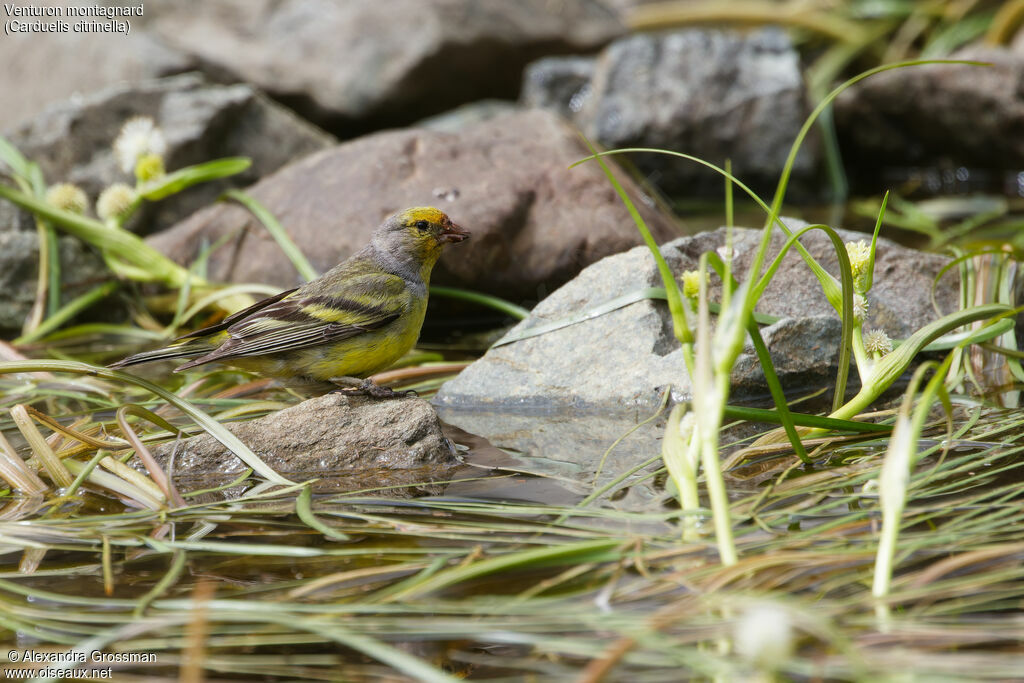 Citril Finch male adult breeding, close-up portrait, drinks