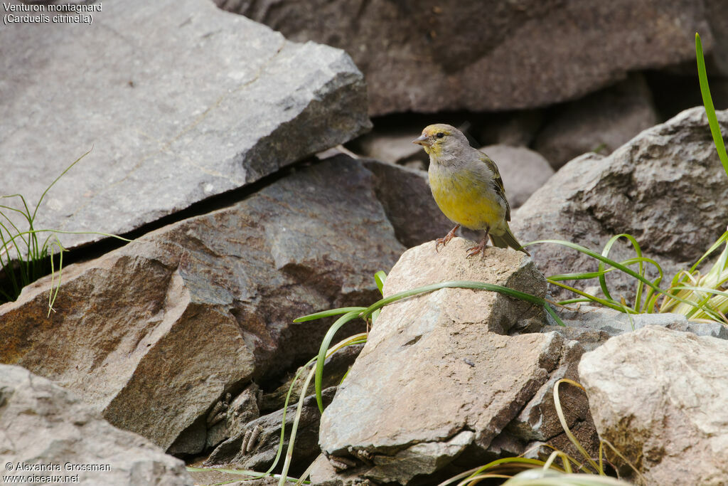 Citril Finch female adult, habitat