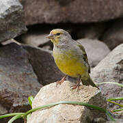 Citril Finch