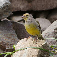 Venturon montagnard