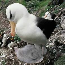 Albatros à sourcils noirs