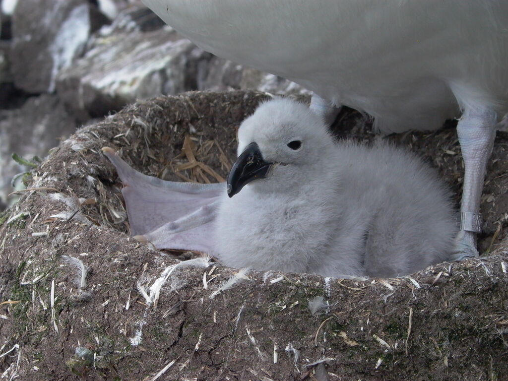 Black-browed Albatross