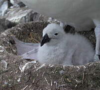 Albatros à sourcils noirs