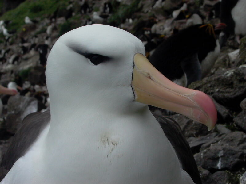 Albatros à sourcils noirsadulte nuptial